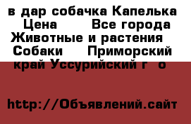 в дар собачка Капелька › Цена ­ 1 - Все города Животные и растения » Собаки   . Приморский край,Уссурийский г. о. 